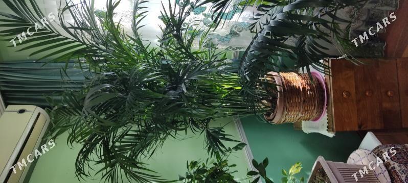 Пальма Арека 180см - Parahat 4 - img 5