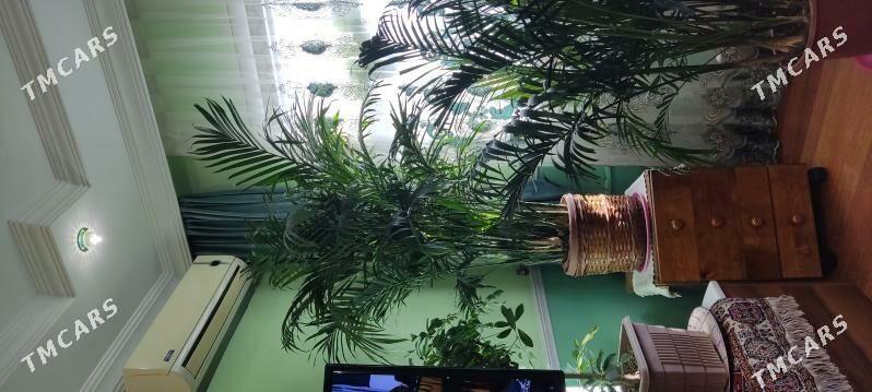 Пальма Арека 180см - Parahat 4 - img 2