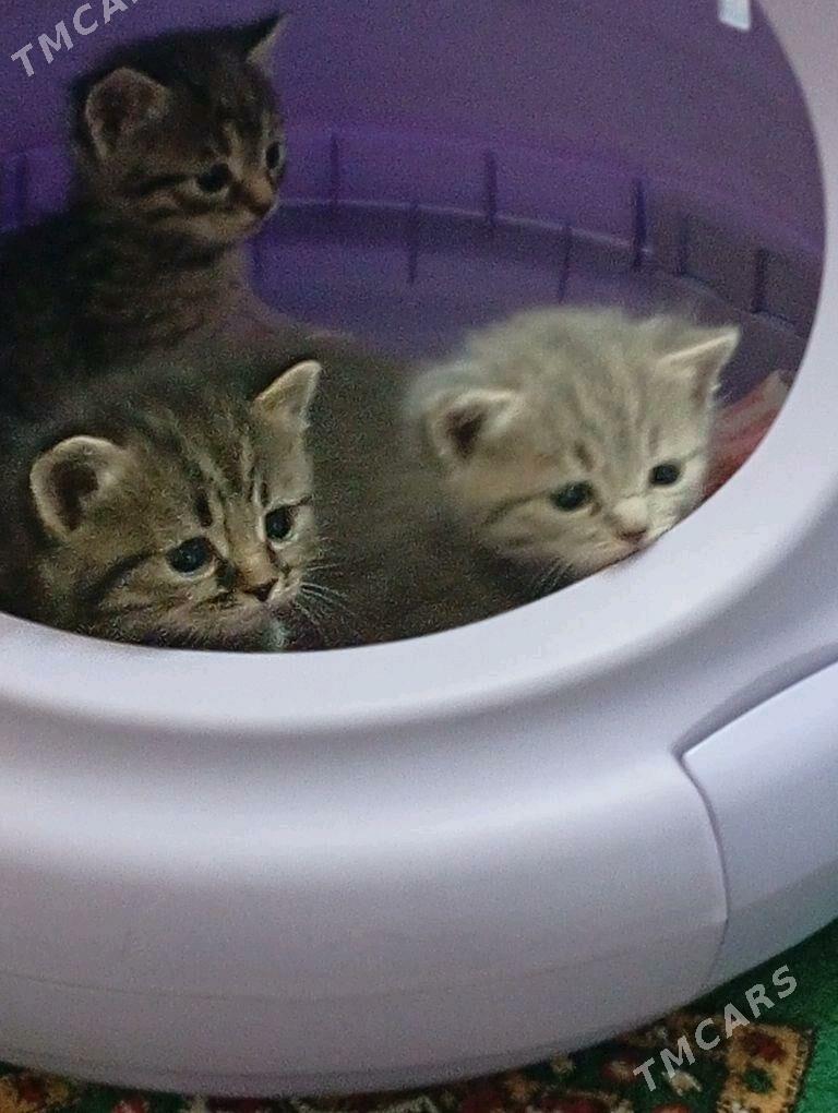 котята - Багир - img 3