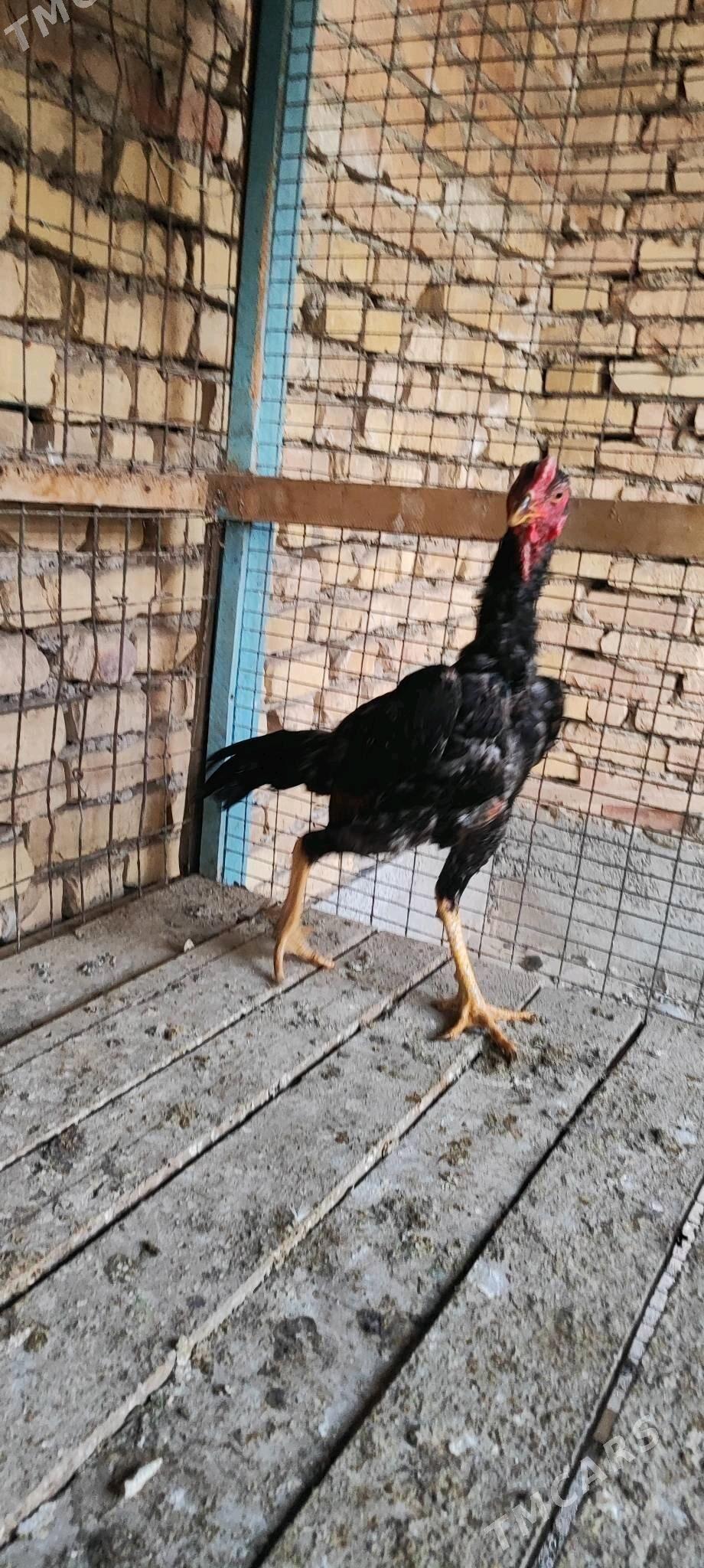 baysy horaz - Туркменабат - img 3