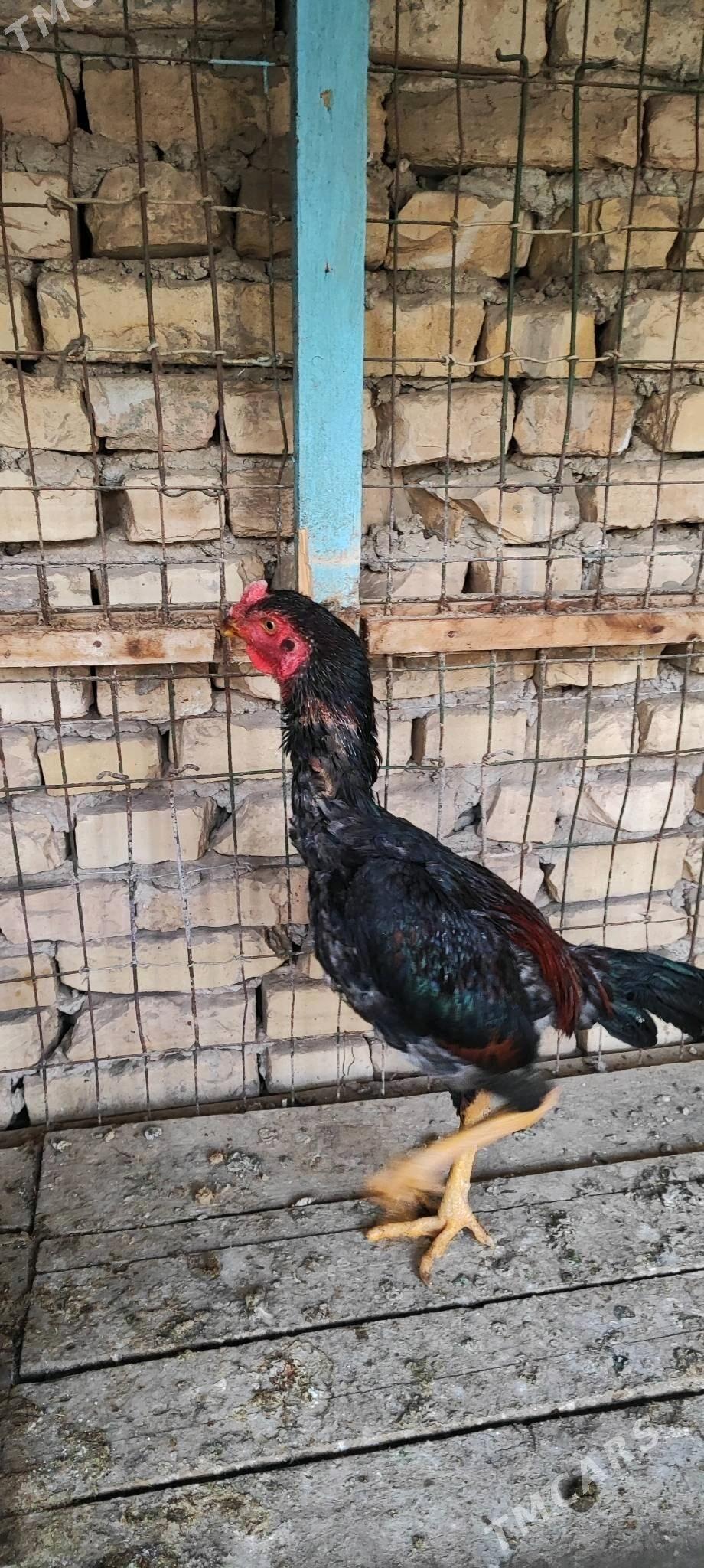 baysy horaz - Туркменабат - img 2