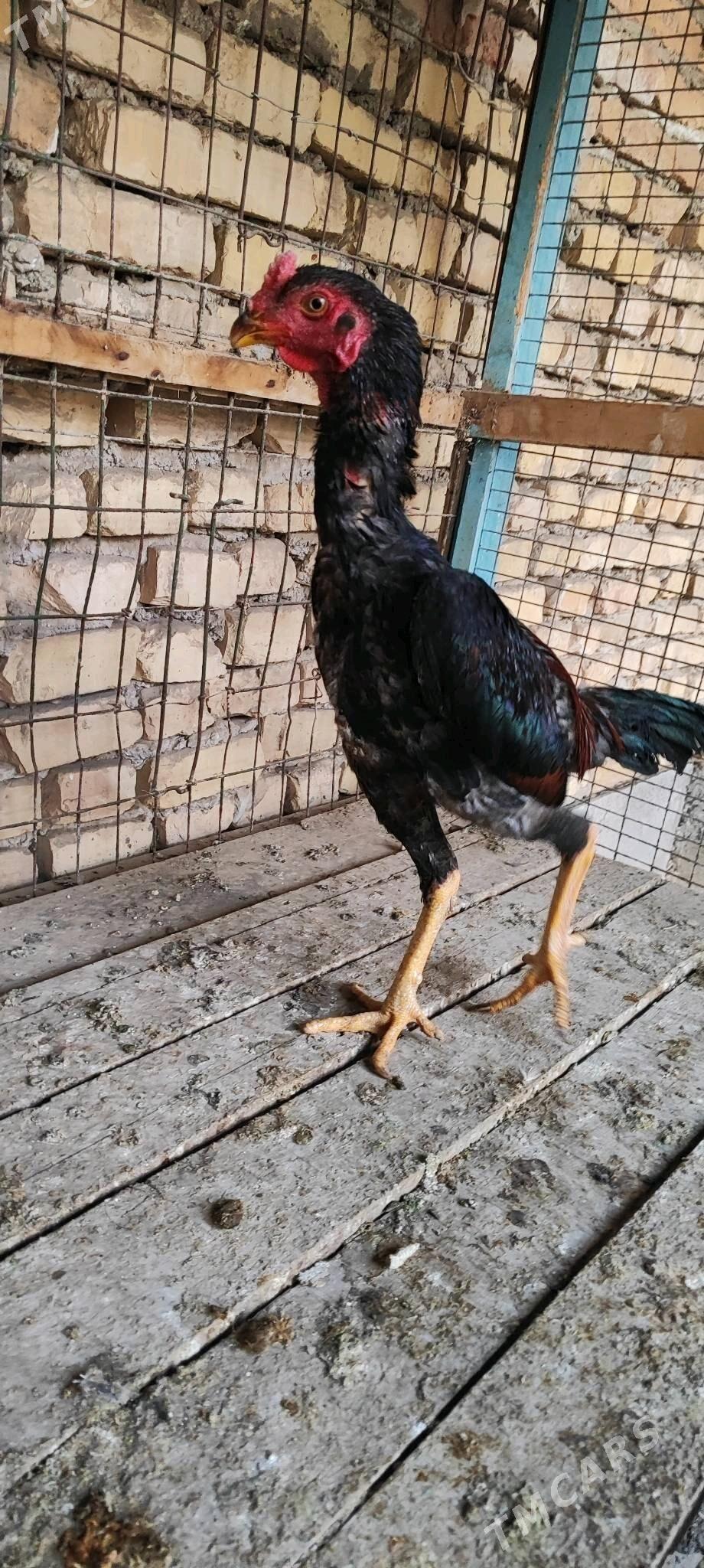 baysy horaz - Туркменабат - img 4