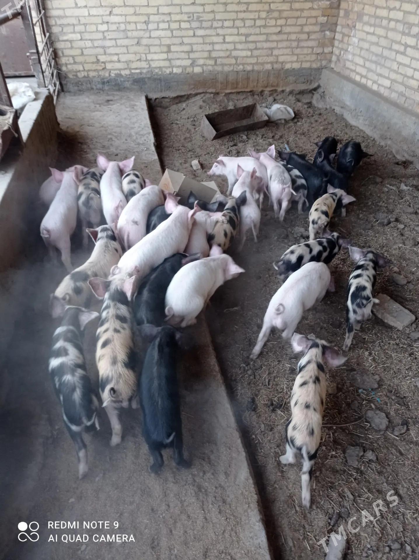 donuz - Ходжамбаз - img 1