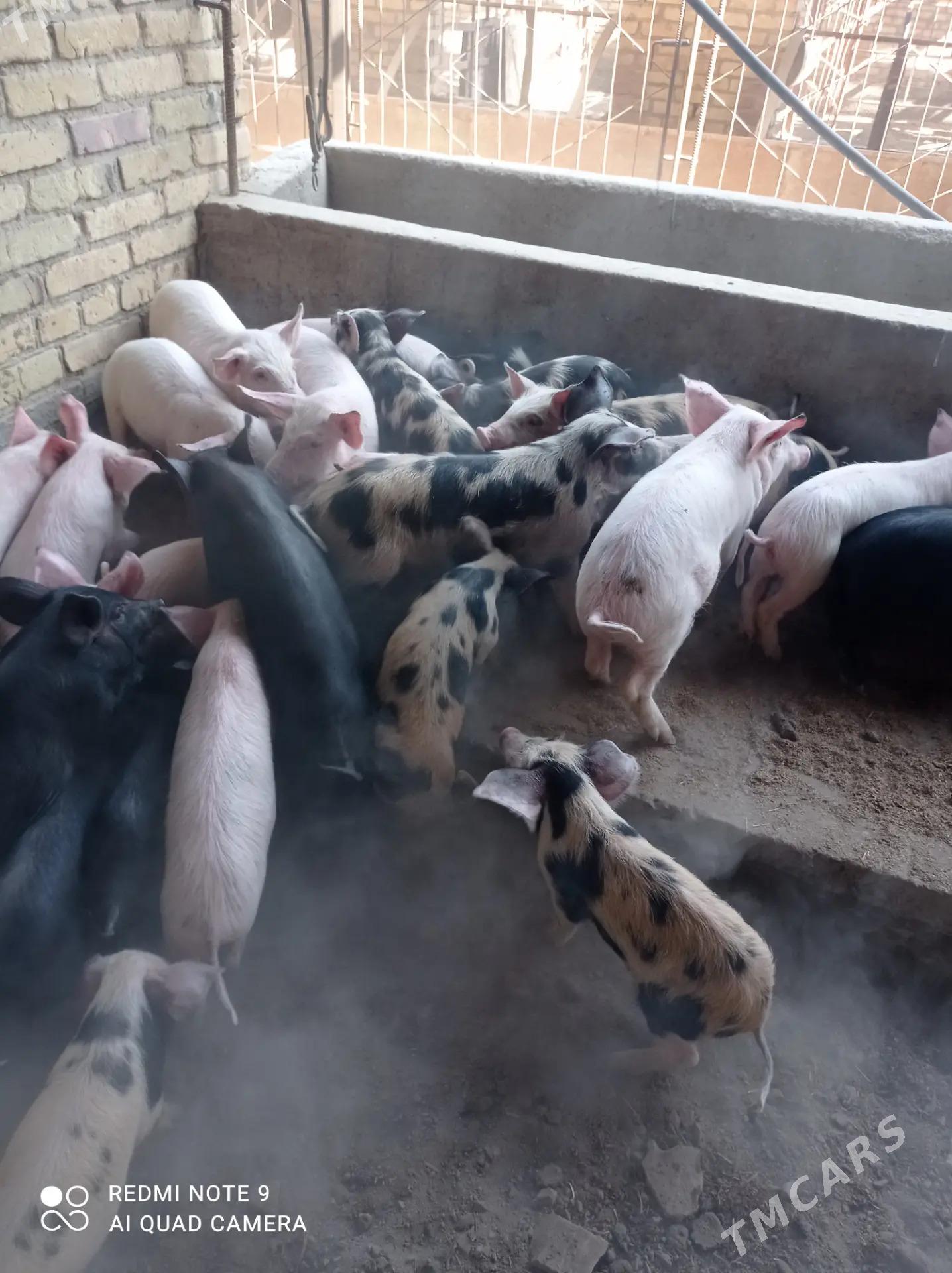 donuz - Hojambaz - img 3