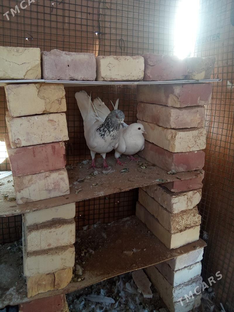 kepderi 🪽️️🪽 - Garagum etraby - img 3