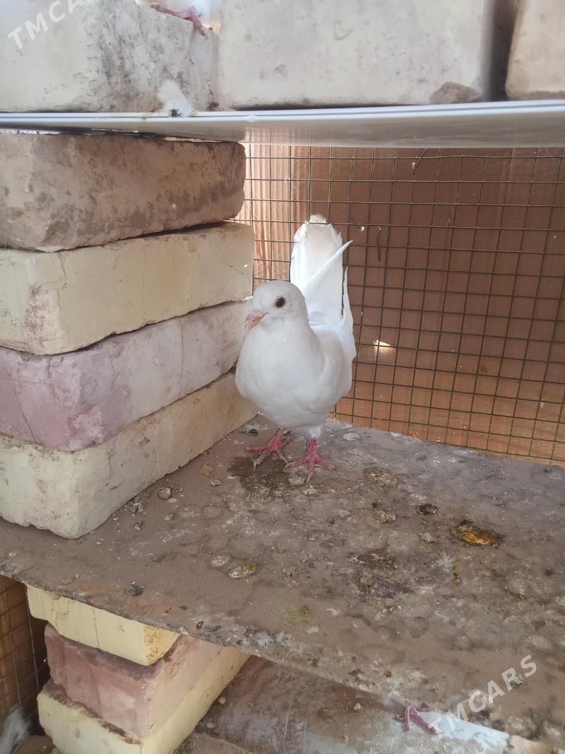 kepderi 🪽️️🪽 - Garagum etraby - img 1