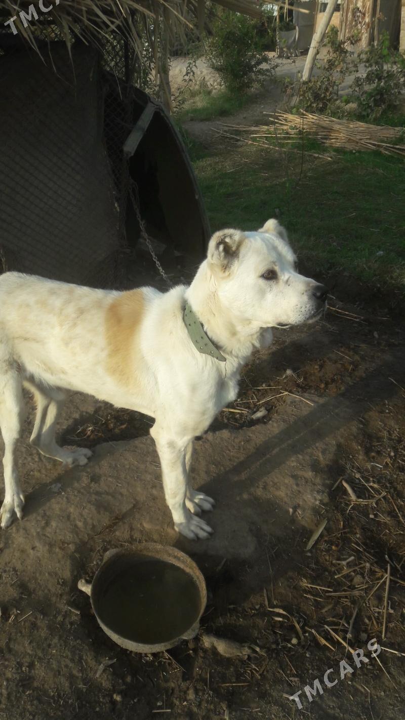 alabaý it. - Чарджоу - img 1