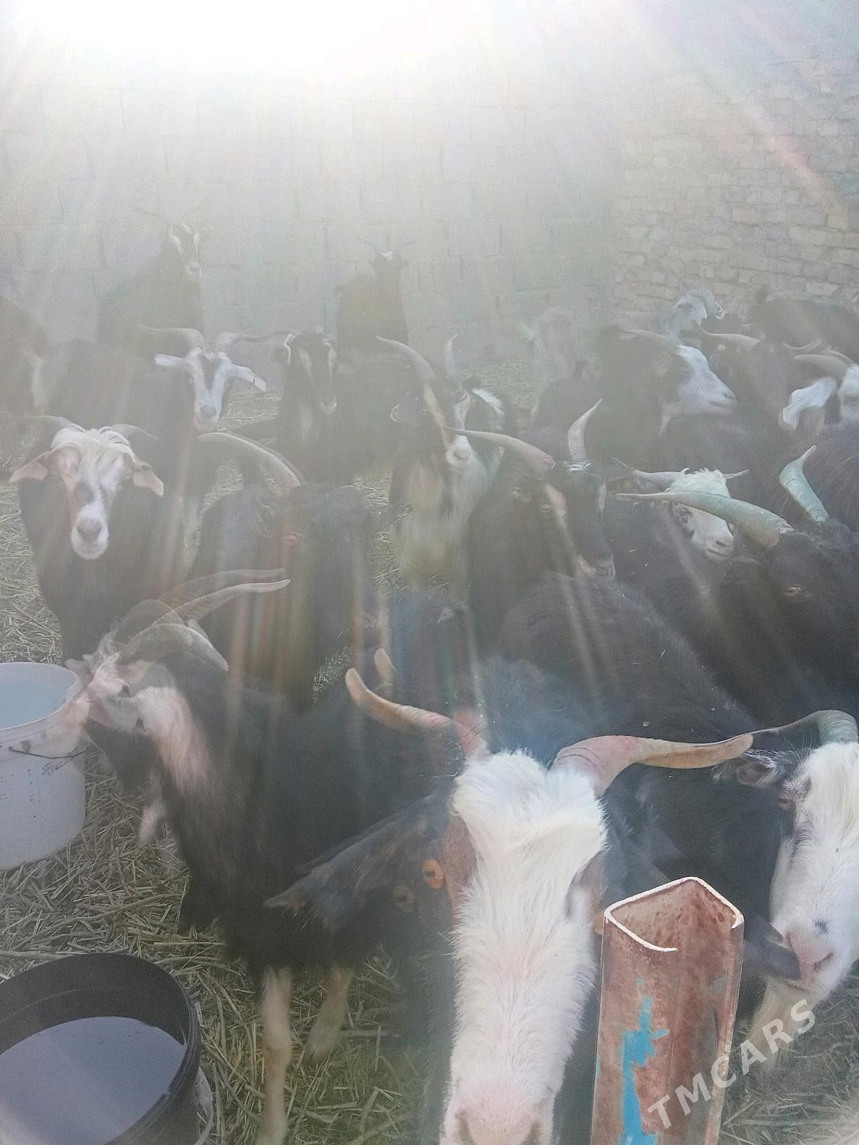 geci - Gyzylarbat - img 1