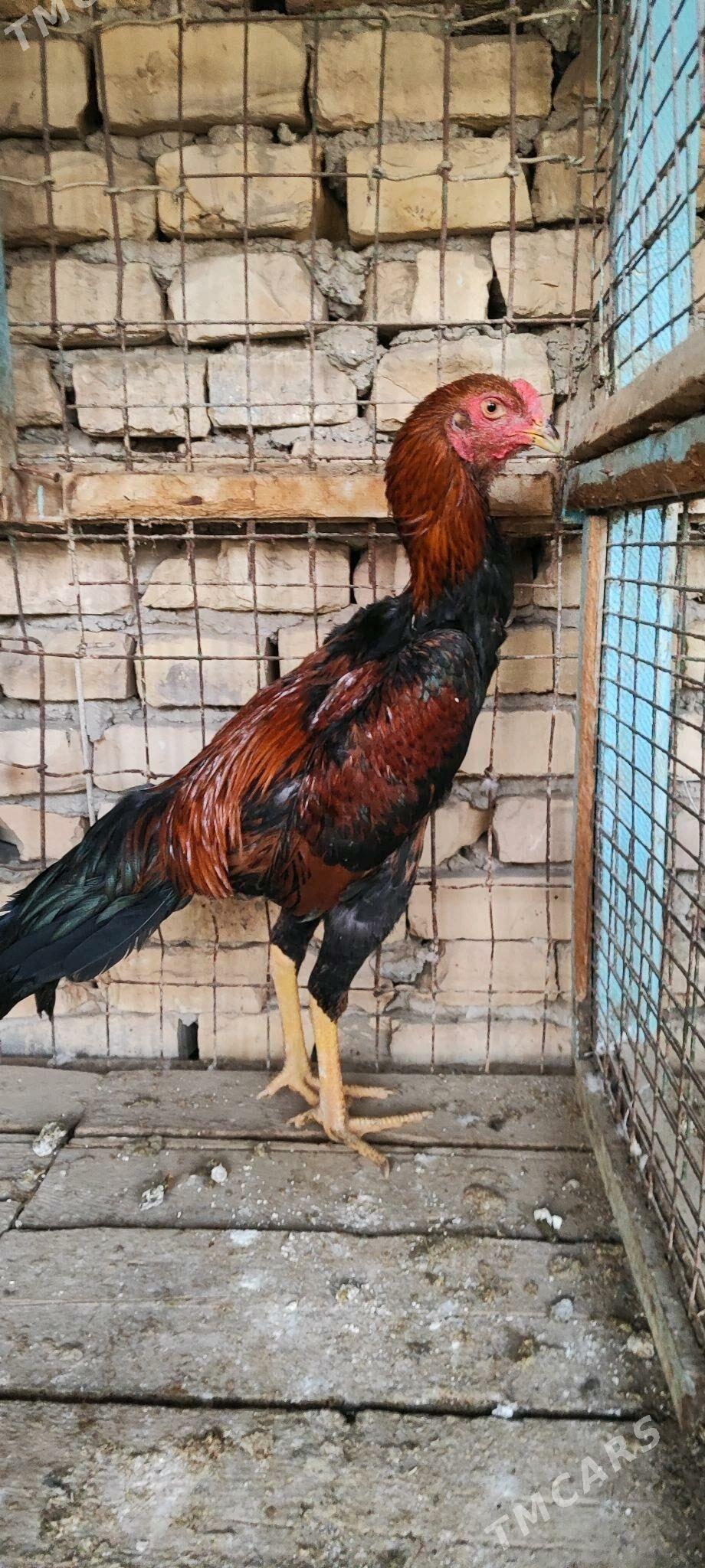 horaz baysy - Туркменабат - img 3