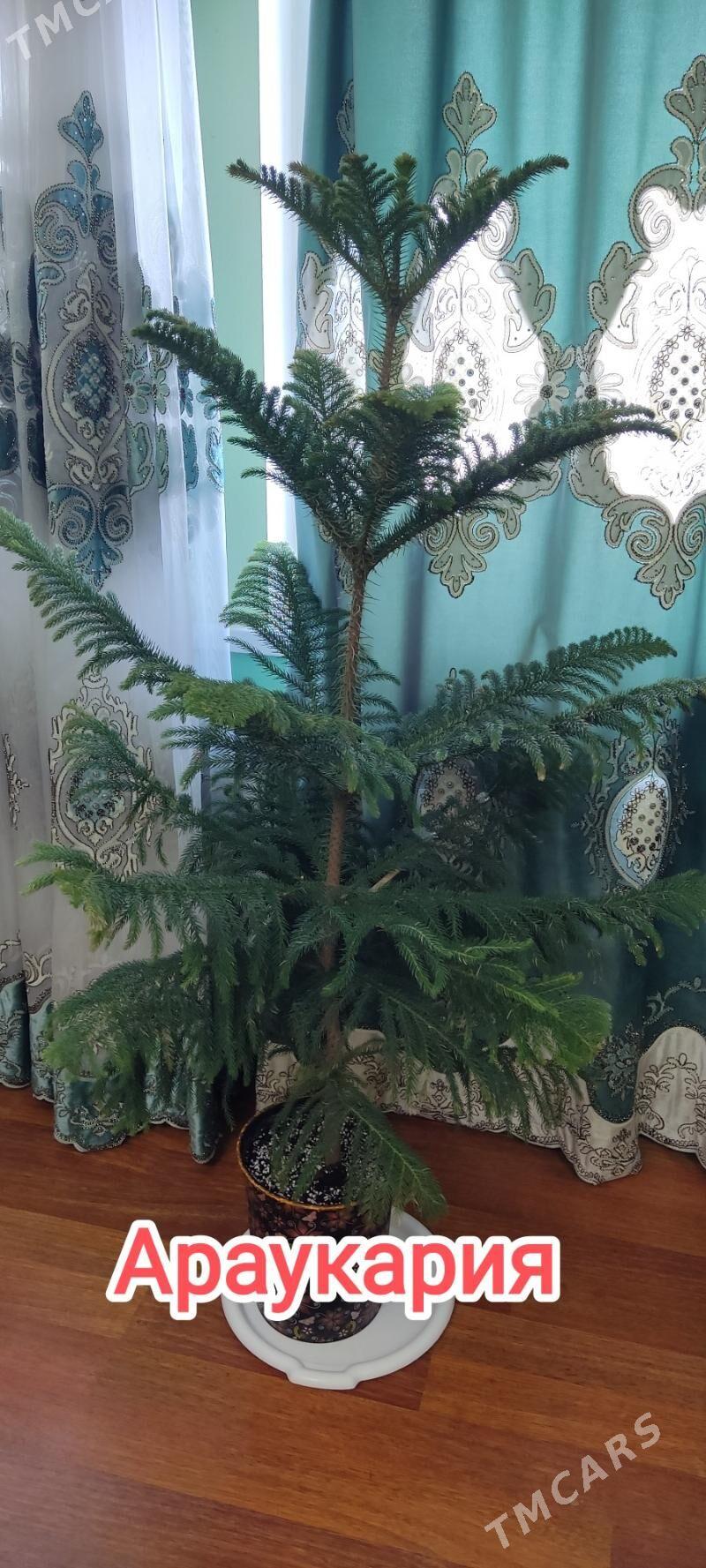 Араукария 160см - Parahat 4 - img 1