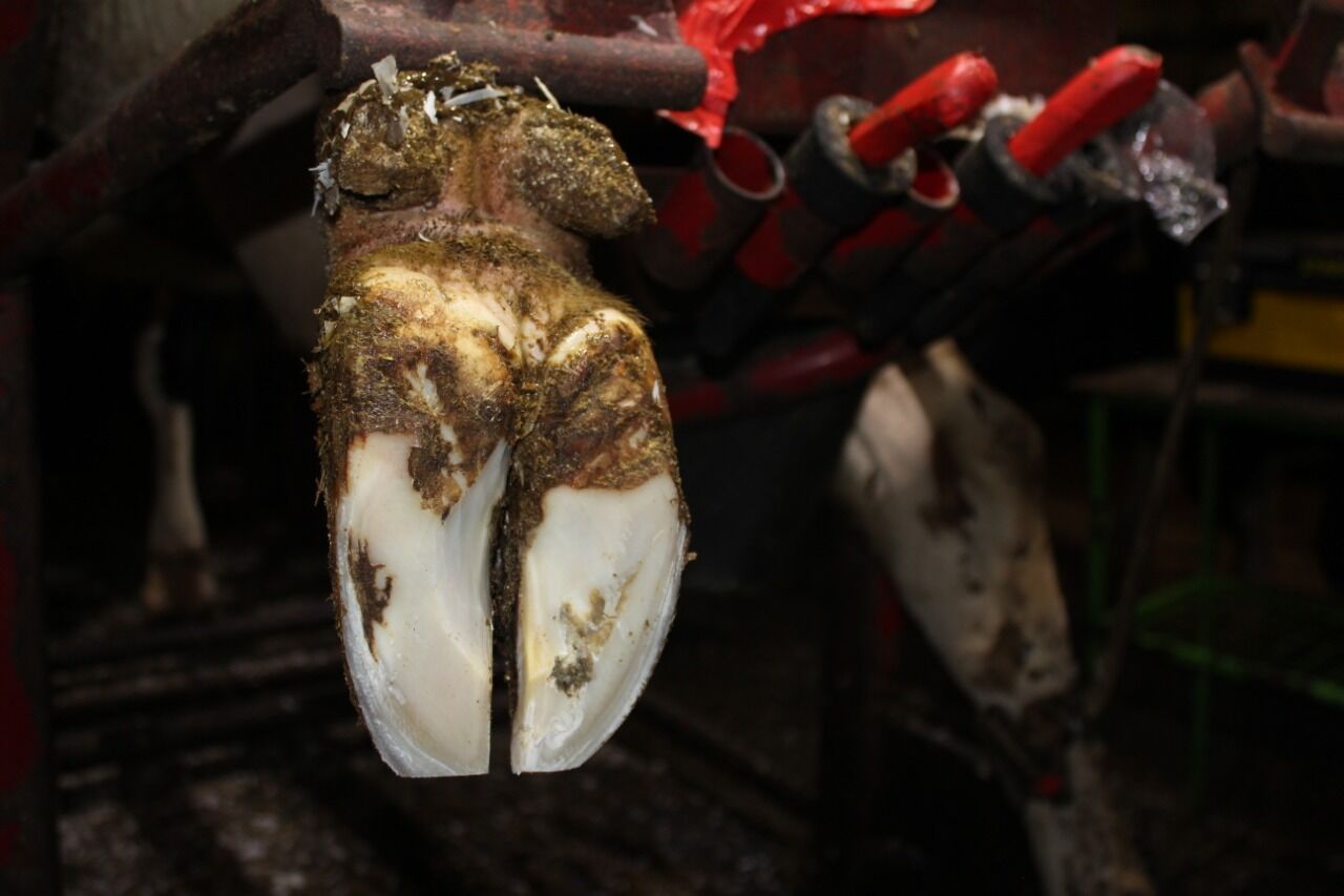 Toýnak arassalamak - Ашхабад - img 3