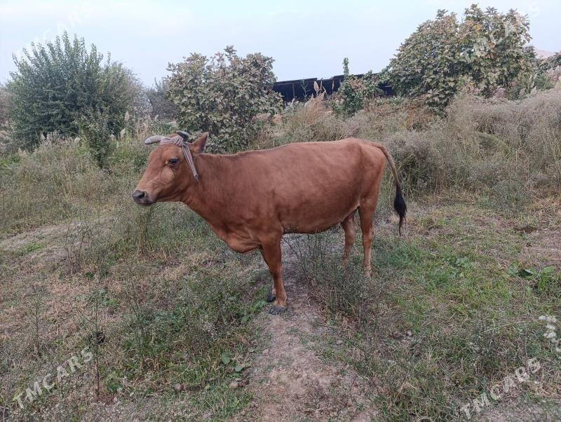 boğaz sygyr - Байрамали - img 6