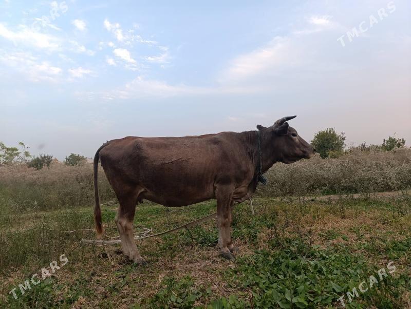 boğaz sygyr - Байрамали - img 7