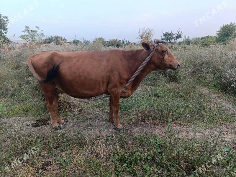 boğaz sygyr - Байрамали - img 3