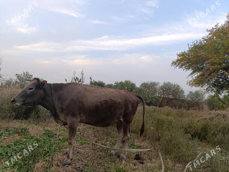 boğaz sygyr - Байрамали - img 2