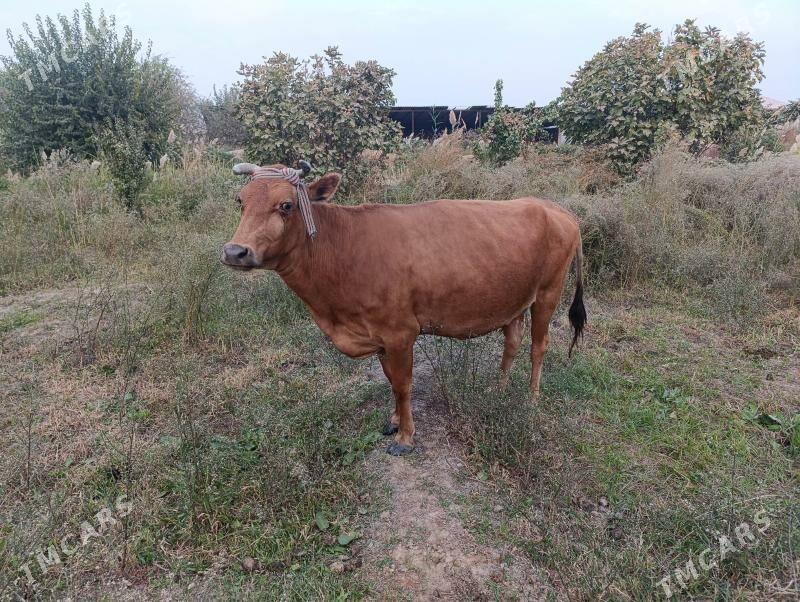 boğaz sygyr - Байрамали - img 9