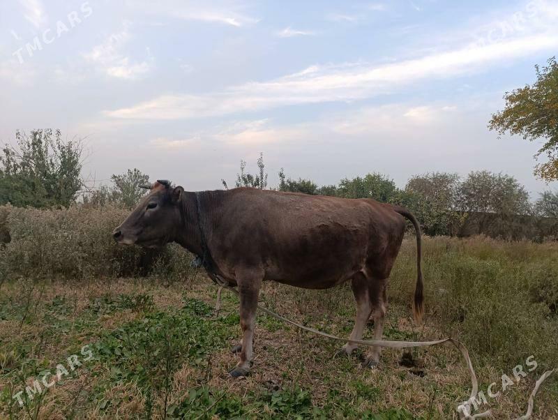 boğaz sygyr - Байрамали - img 4