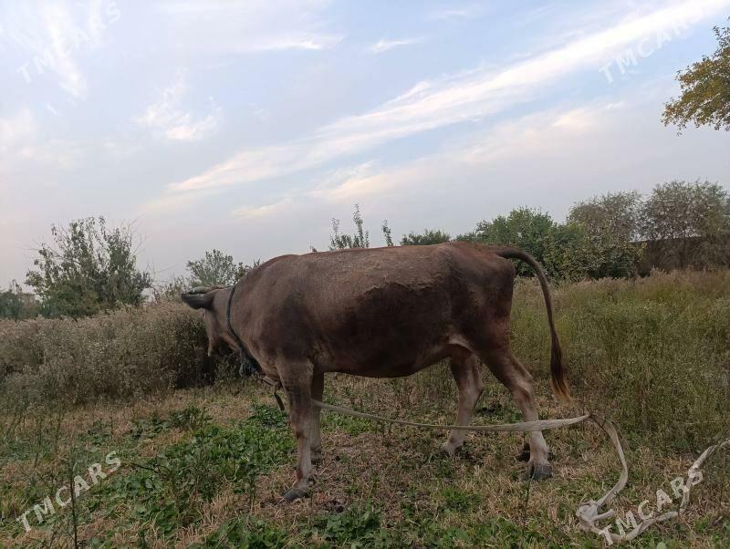 boğaz sygyr - Байрамали - img 5
