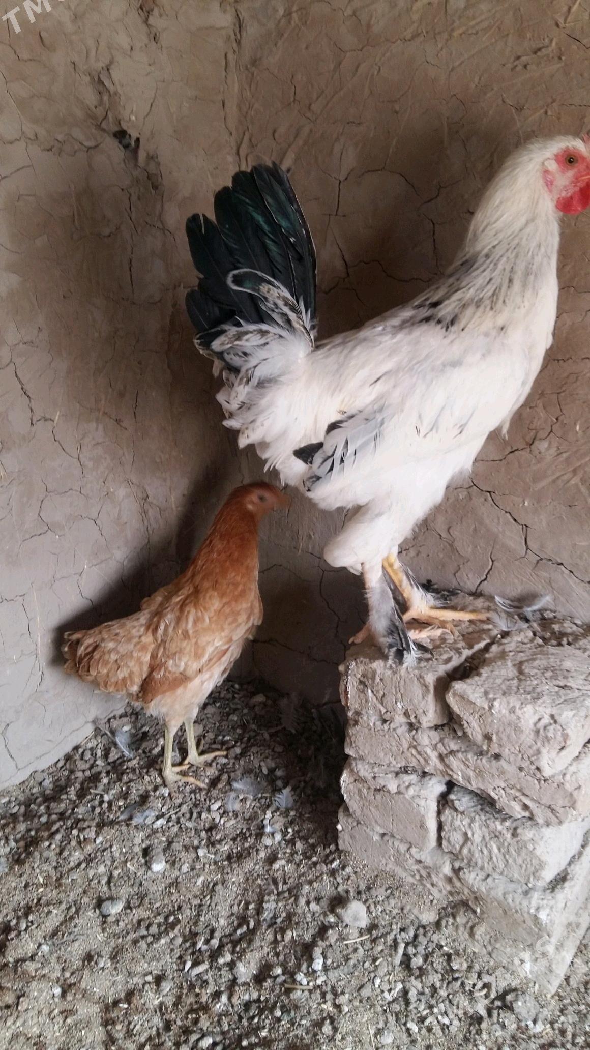 Balakly horoz - Mary - img 1