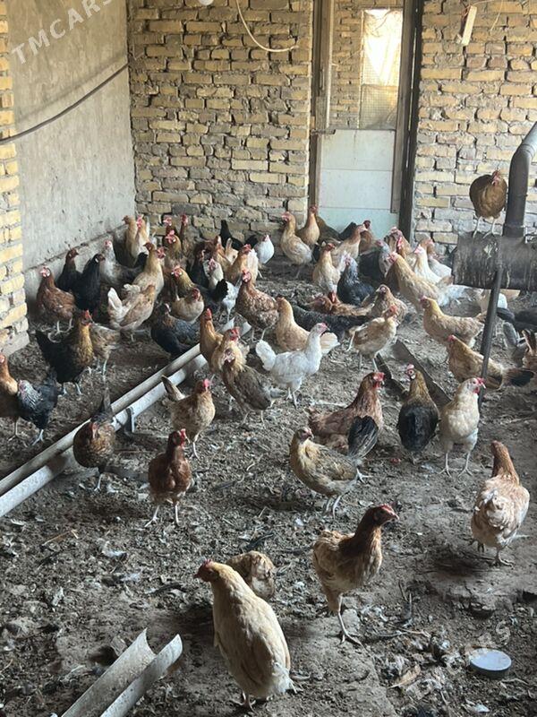 towuk - Туркменабат - img 5