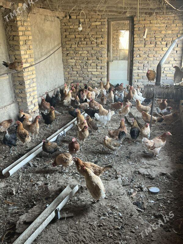 towuk - Туркменабат - img 1