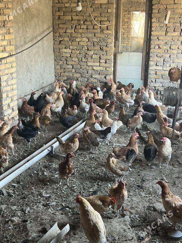 towuk - Туркменабат - img 7