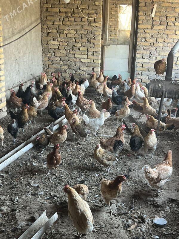 towuk - Туркменабат - img 4