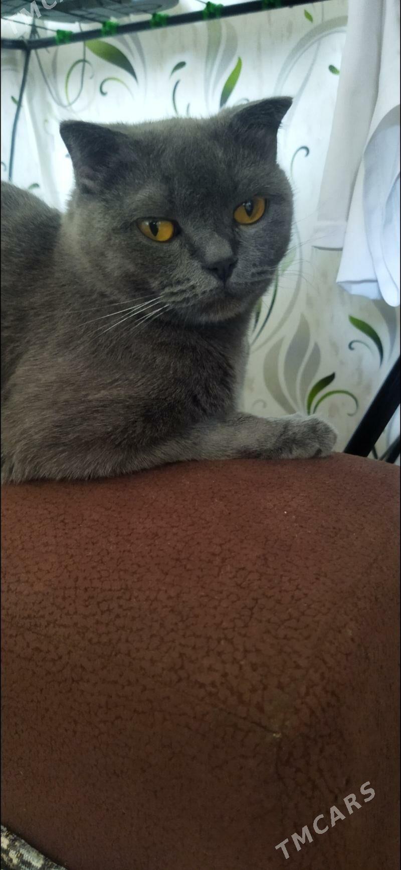 Потерялась кошечка Марта - Туркменабат - img 1