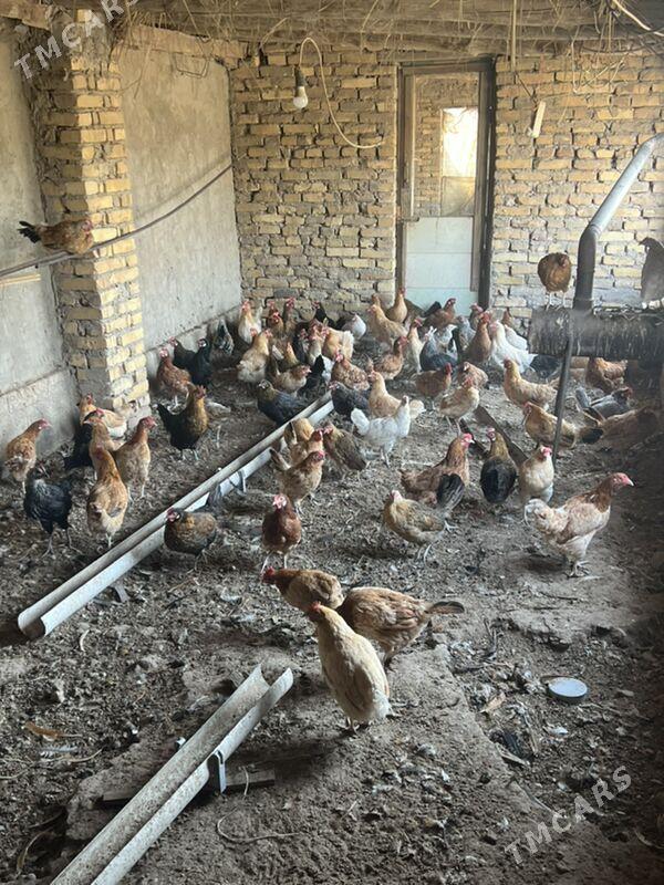 towuk - Туркменабат - img 3