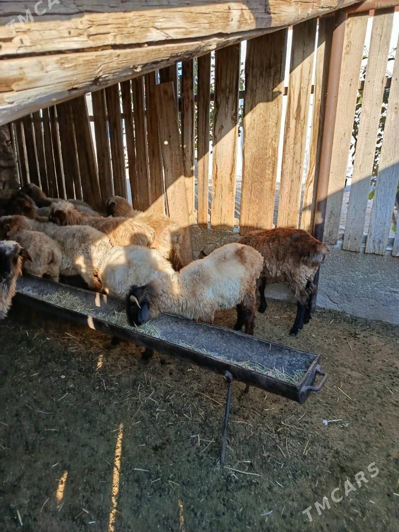 Tokly - Balkanabat - img 2