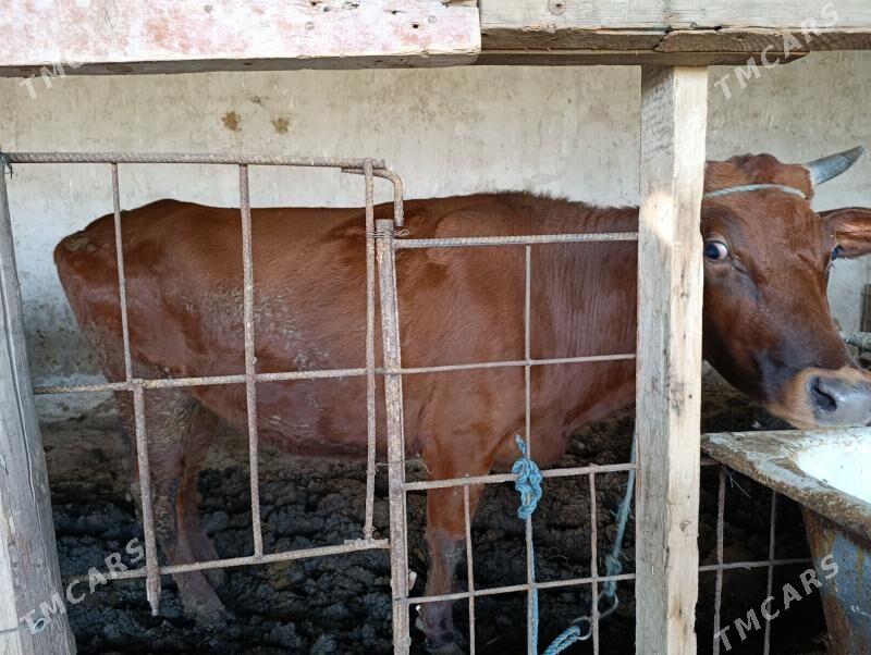 баклык сыгыр - Türkmenabat - img 1