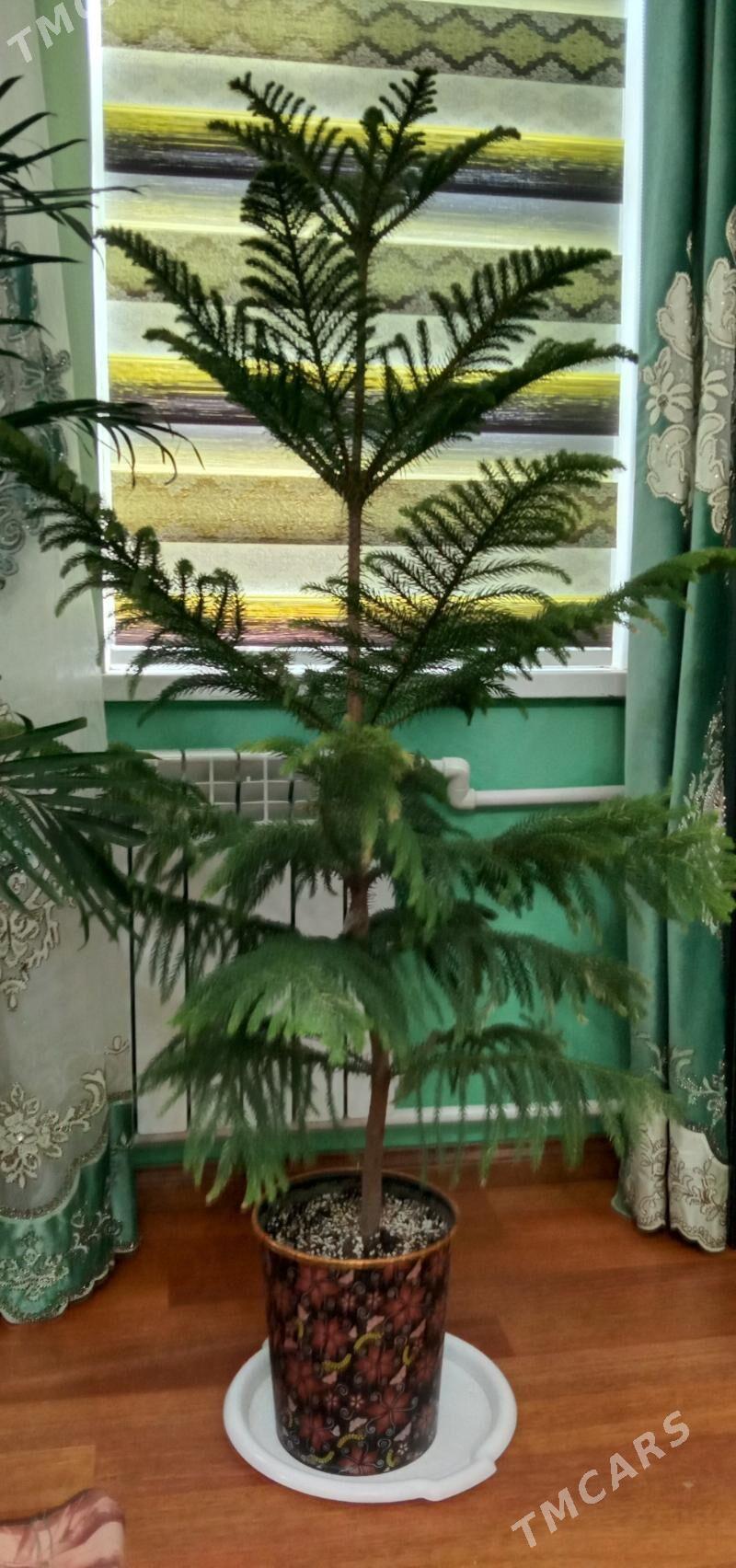 араукария - Aşgabat - img 1