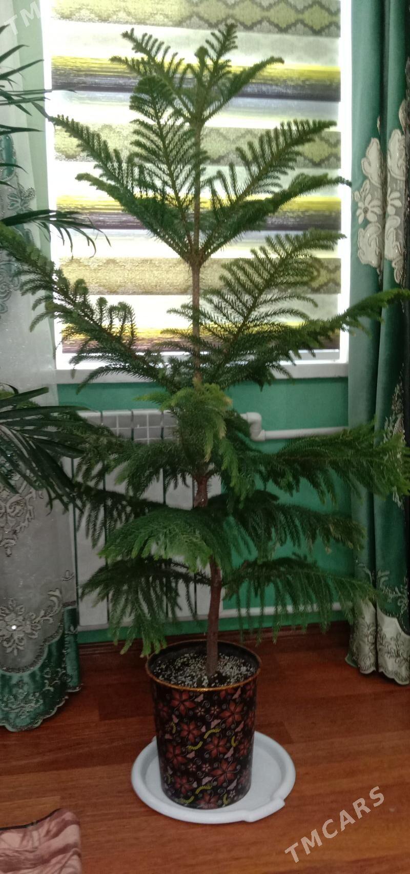 араукария - Aşgabat - img 2