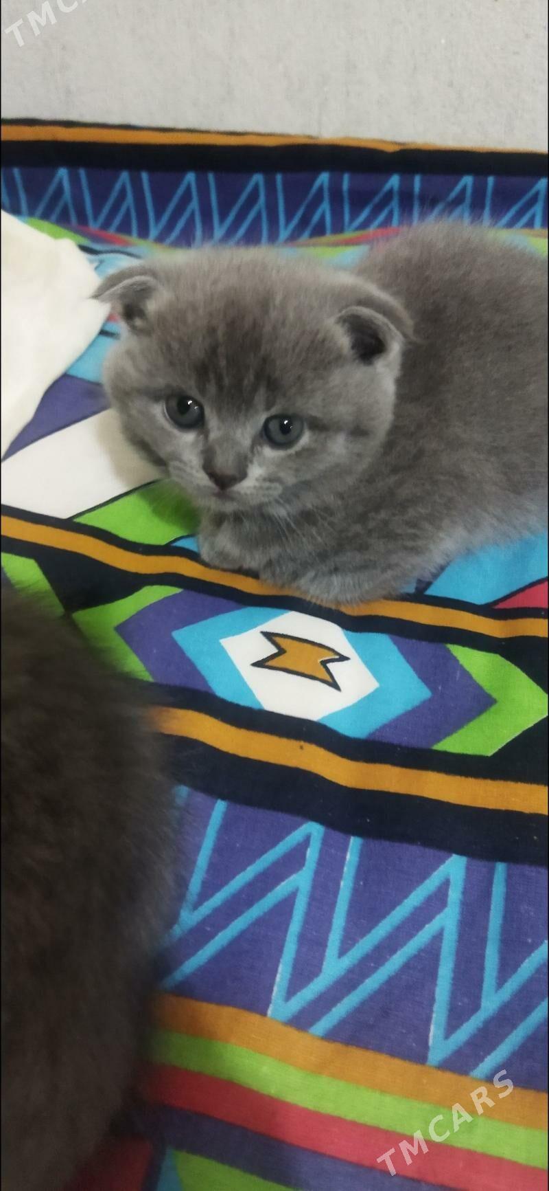 Потерялась кошечка Марта - Туркменабат - img 4