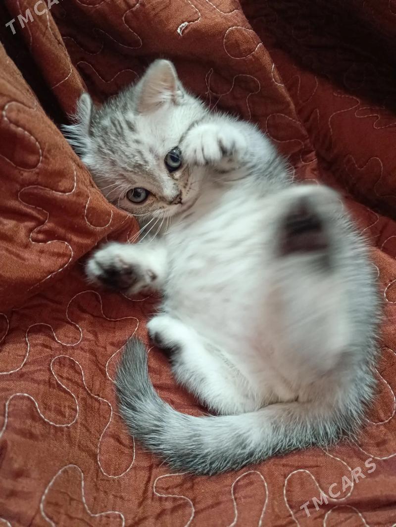 Тигровый таби - Ашхабад - img 2