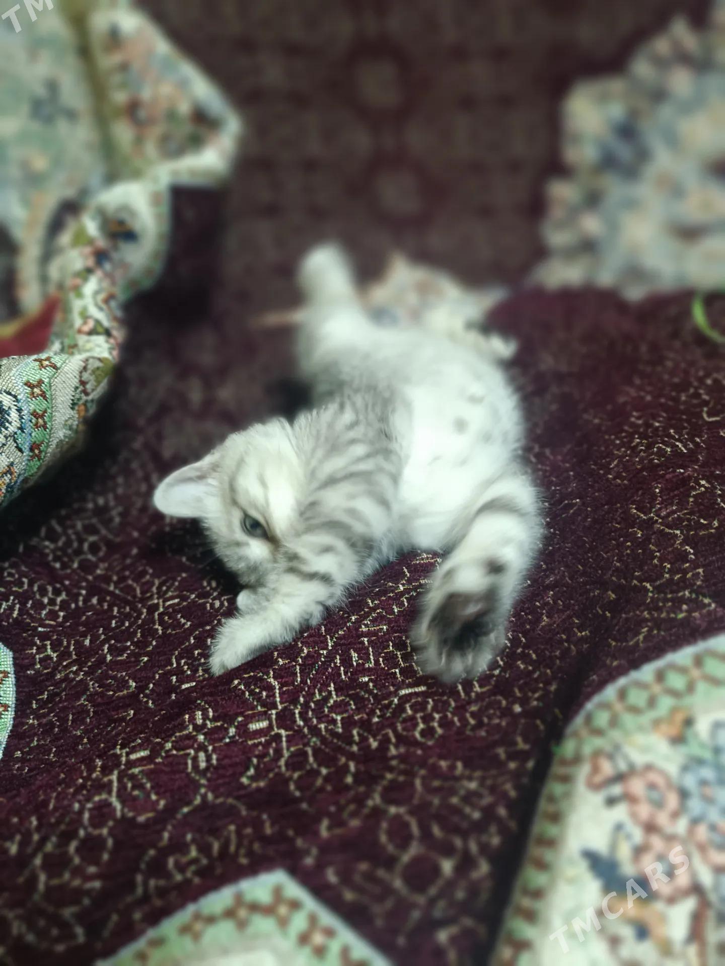 Тигровый таби - Ашхабад - img 3