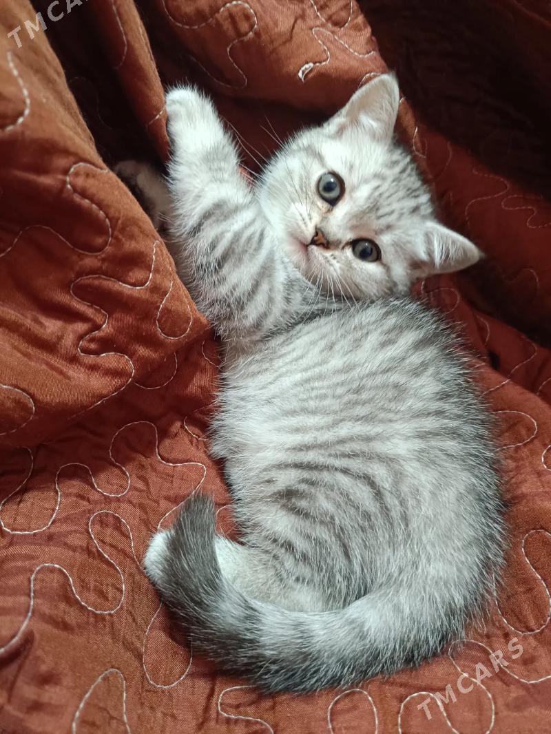 Тигровый таби - Ашхабад - img 5