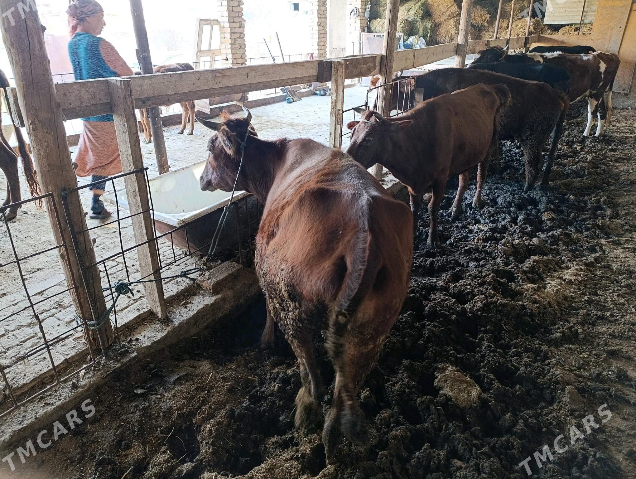 баклык сыгыр - Türkmenabat - img 3