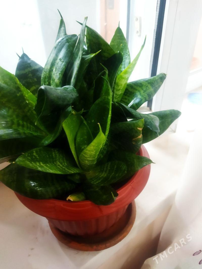 цветы комн - Ашхабад - img 2