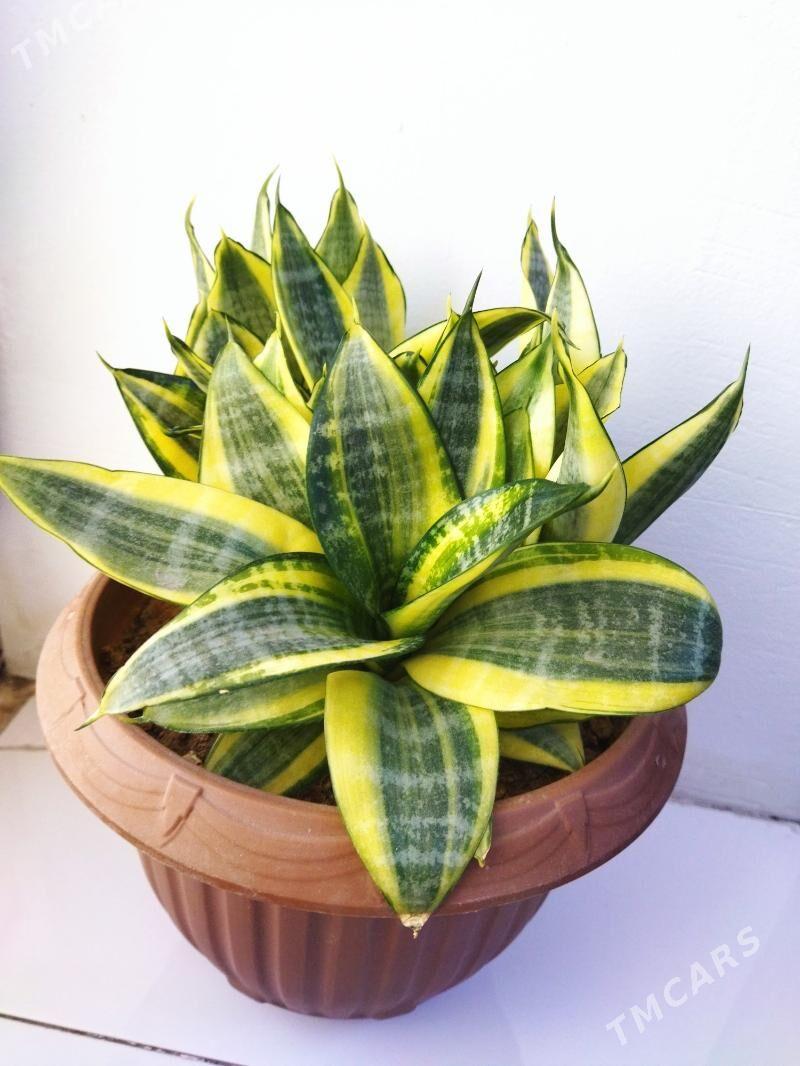 цветы комн - Ашхабад - img 1