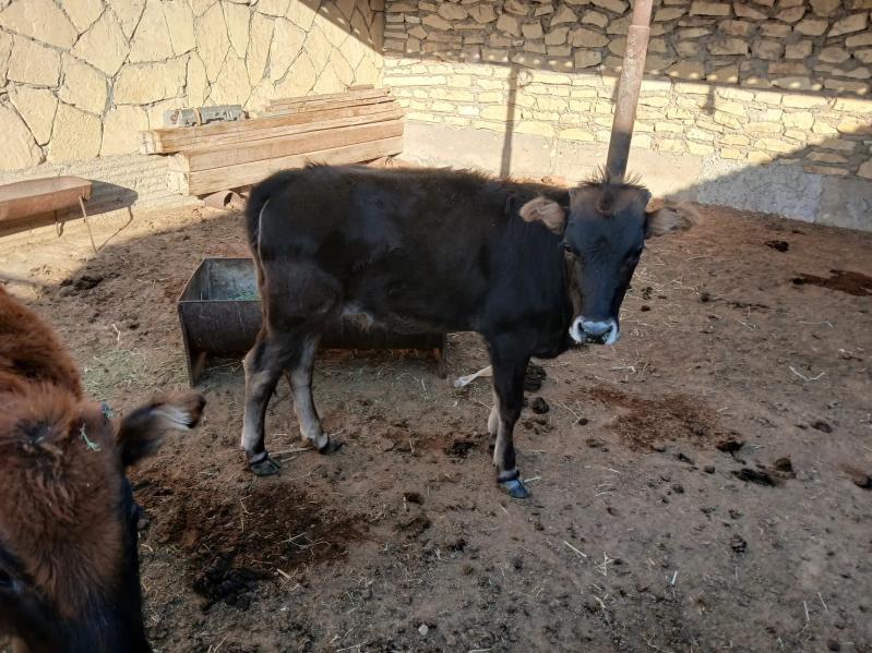 Sygyr-tana - Эсенгулы - img 2