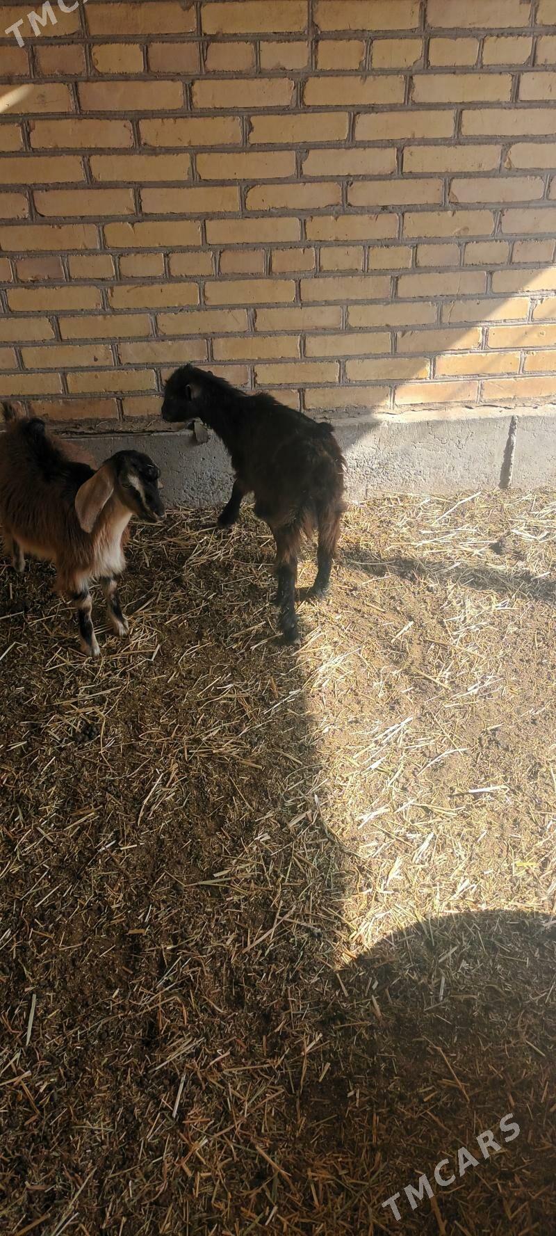 owlak - Sakar - img 3