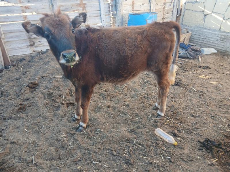 Sygyr-tana - Эсенгулы - img 1