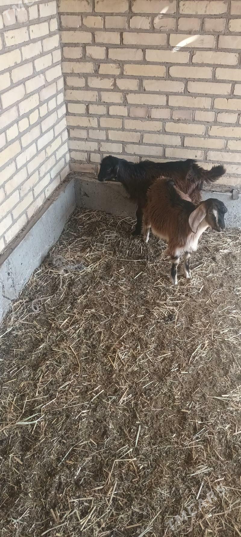 owlak - Sakar - img 2