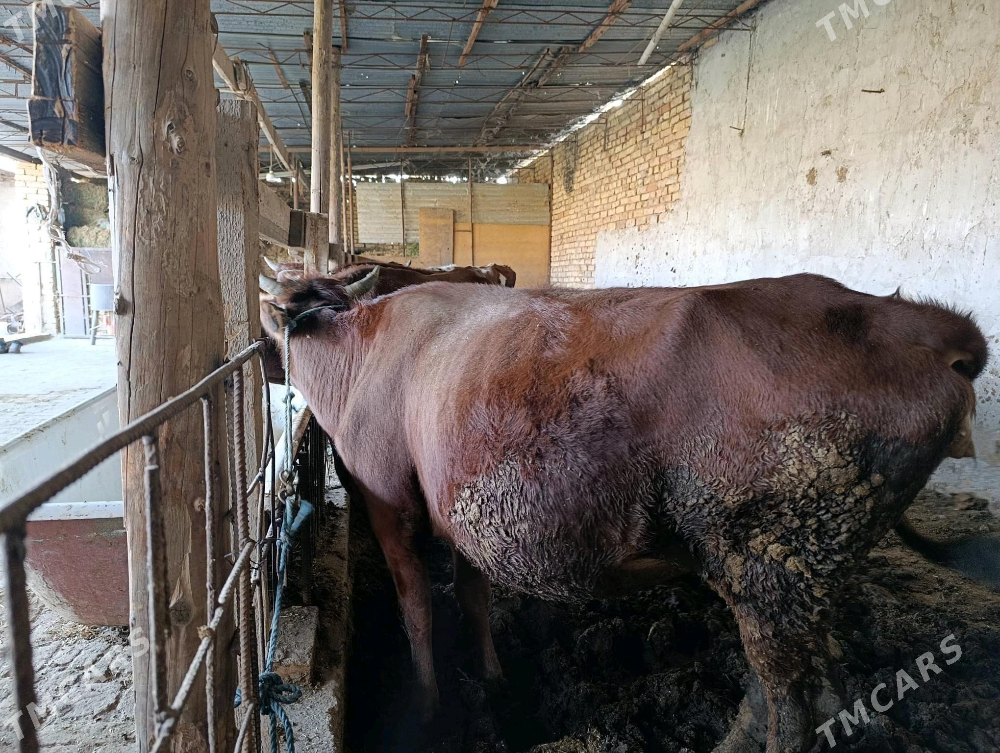 баклык сыгыр - Türkmenabat - img 4