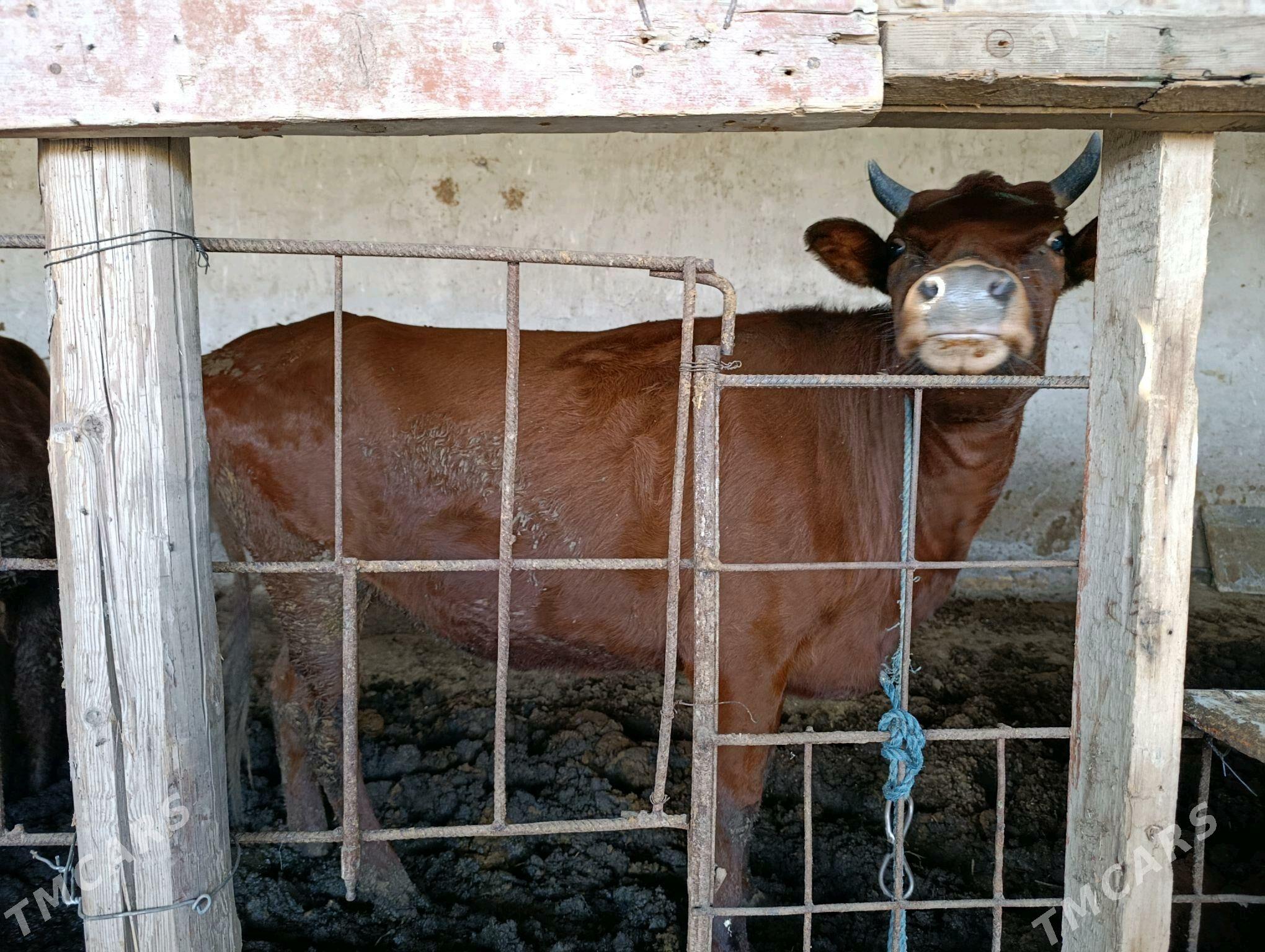 баклык сыгыр - Türkmenabat - img 2