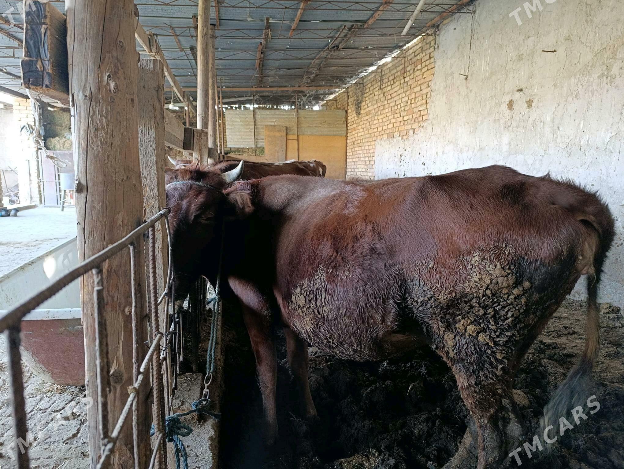 баклык сыгыр - Türkmenabat - img 5