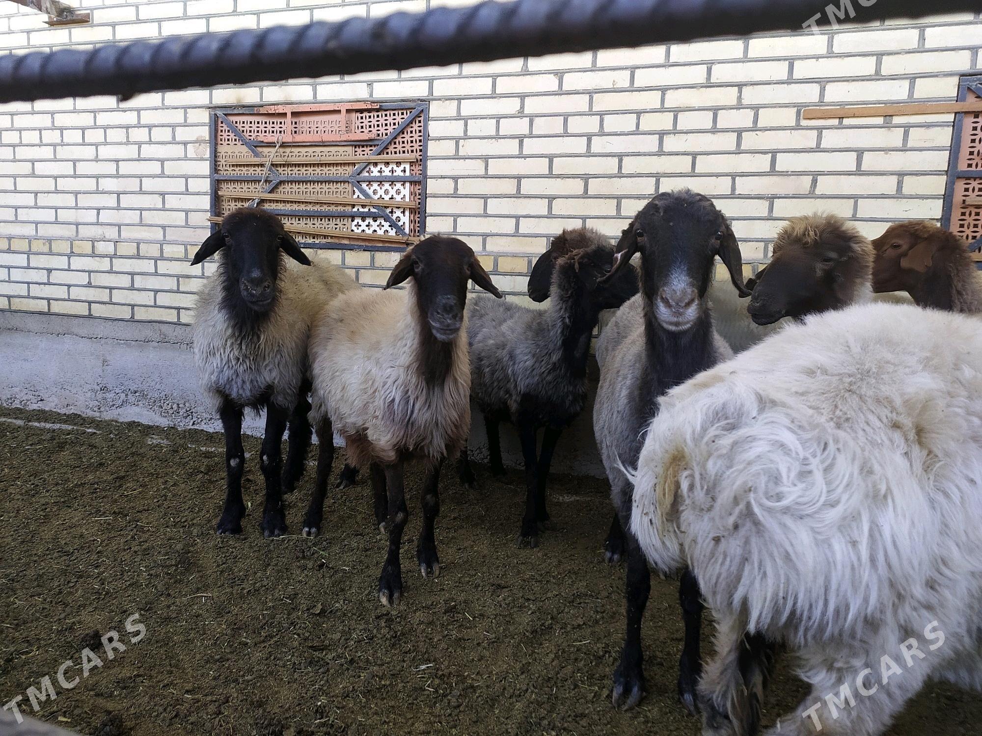 Goýun - Wekilbazar - img 2