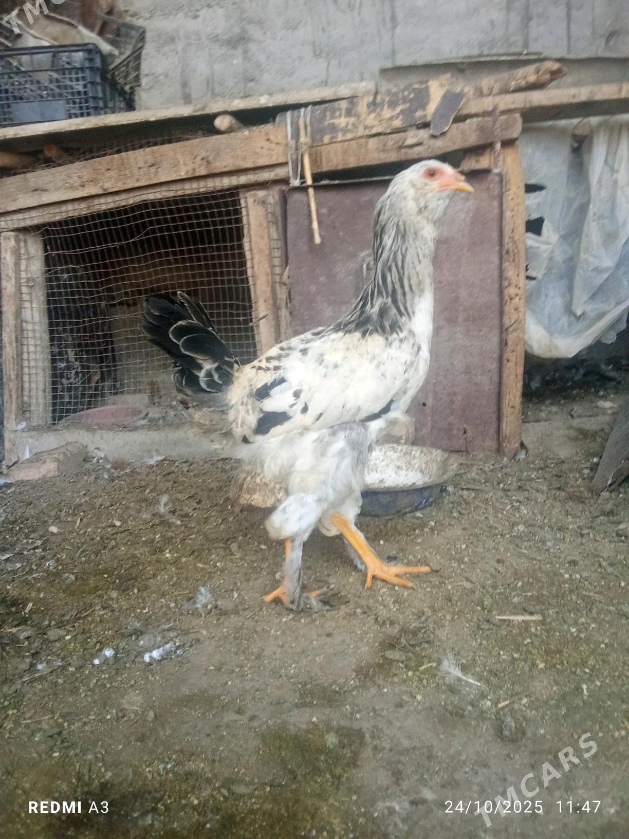 gigant towuklar - Wekilbazar - img 2