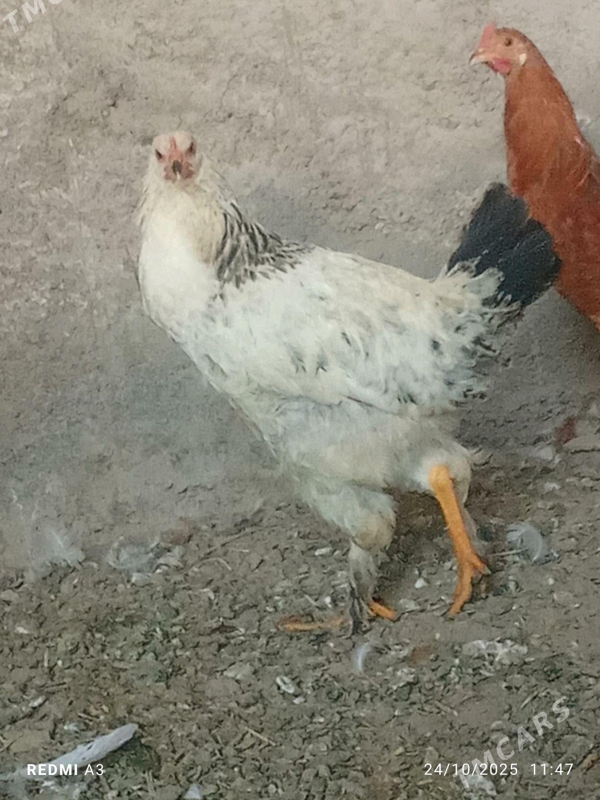 gigant towuklar - Wekilbazar - img 1